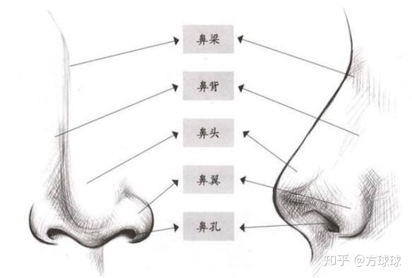 鼻子自体隆鼻，价格与价值的深度解析