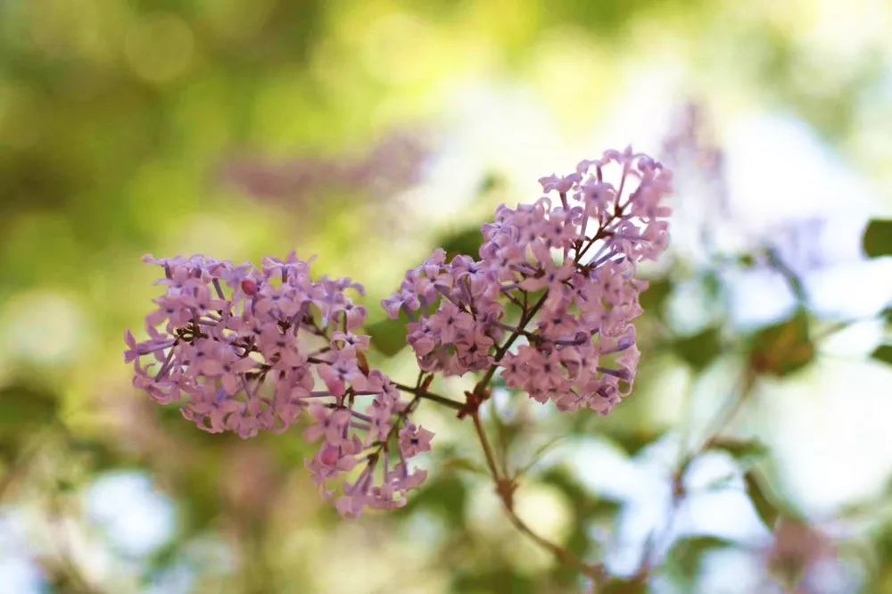 丁香花开，春意浓——探秘这抹淡紫色的温柔
