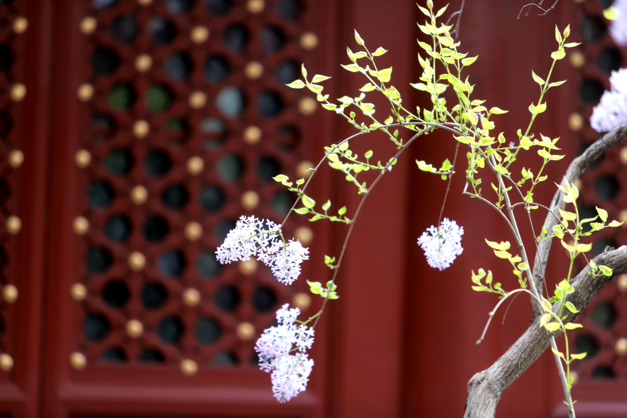 丁香花开，春意浓——探秘自然界的芬芳使者