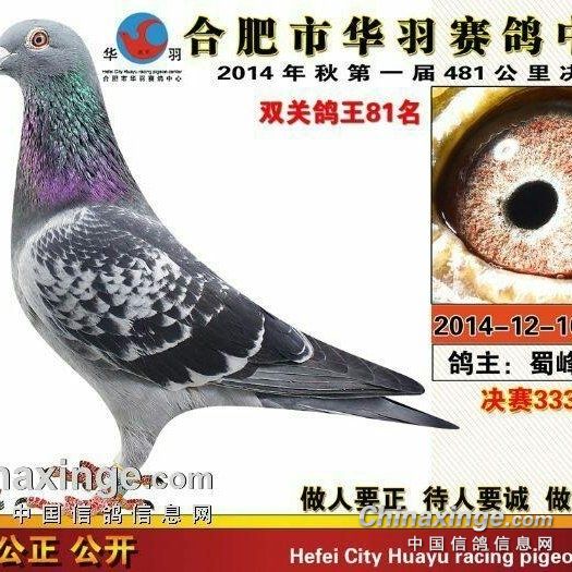 君翼赛鸽公棚秋展，飞翔的梦想与荣耀君翼赛鸽公棚秋棚最新公告