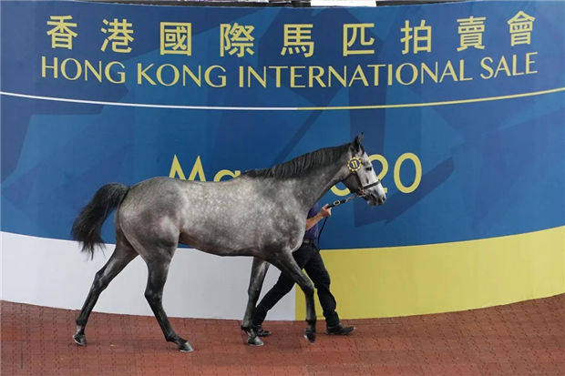 2019香港马会全年资料大全，赛场风云与慈善盛举的精彩回顾香港2020马会资料
