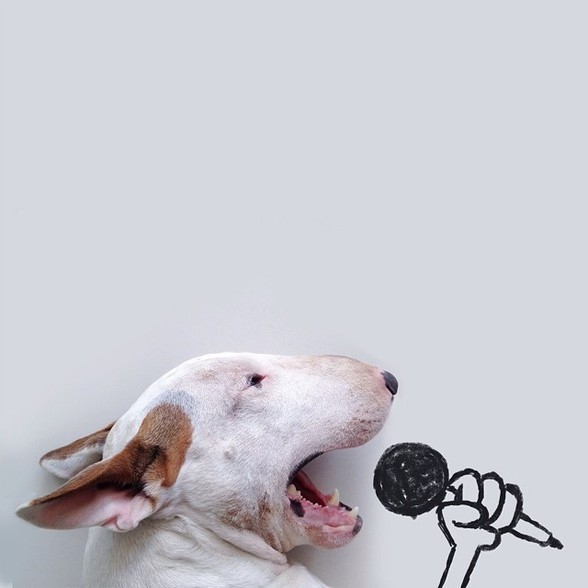 跑狗玄机图，揭秘古老赛犬文化中的智慧与乐趣澳门今期新跑狗玄机图