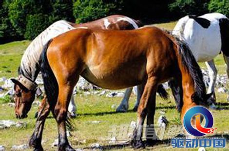 澳门今期特马四不像，探索独特魅力与文化交融澳门开奖特马料四不像
